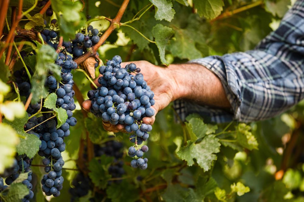 vendemmia.jpg