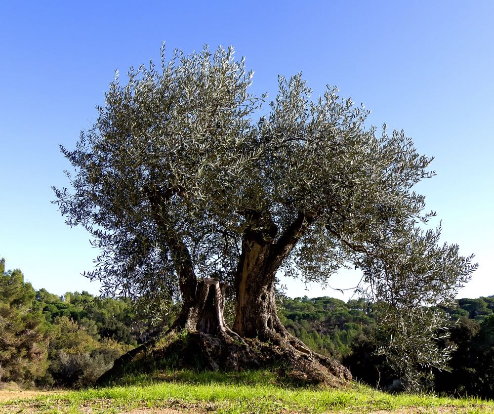 olivo.jpg